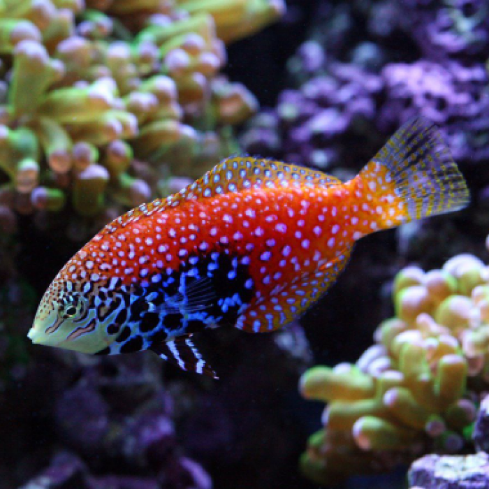 Blue star leopard deals wrasse care